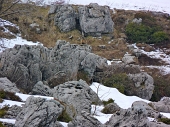 41 Una marmotta ci saluta